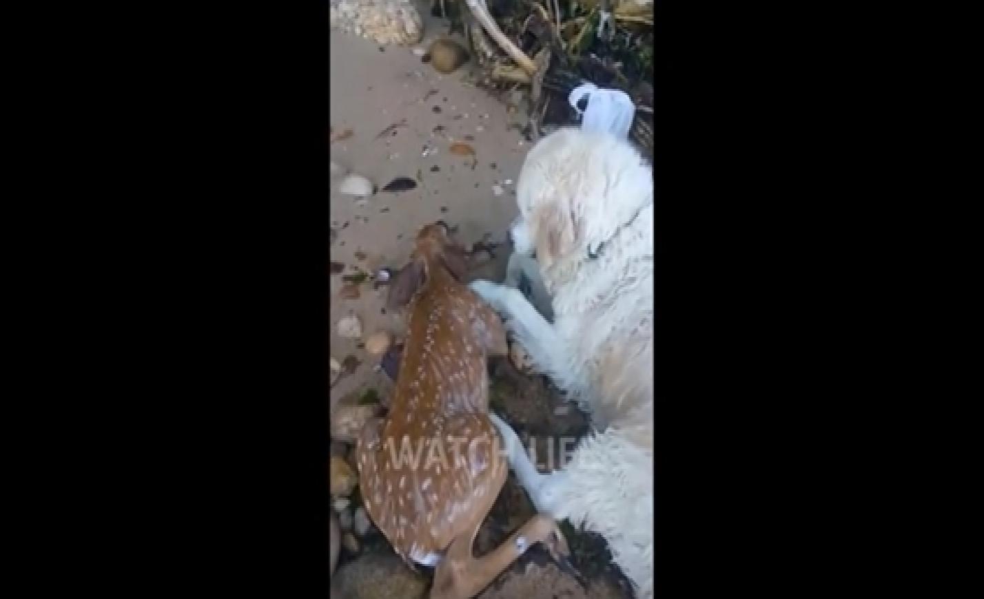 Fuldokló őzikét mentett ki egy kutya – videó