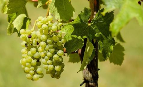 Jégkár miatt kisebb szőlőtermést várnak a szekszárdi borvidéken