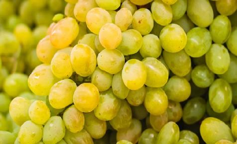 Jó minőségű szőlőtermés várható az egri és a mátrai borvidéken