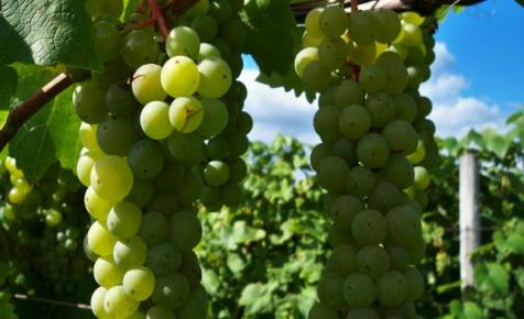 Mintegy 14,7 millió palack bort értékesít idén a Varga Pincészet