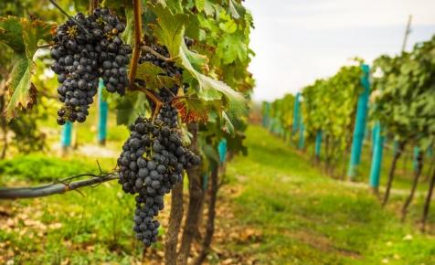 Országos borverseny: ezek a legjobb borászatok most Magyarországon
