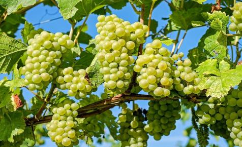 Bővítette kiskunmajsai telephelyét és kapacitását a Grape-Vine Kft.