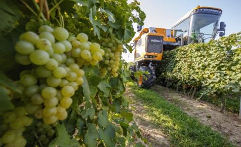 Magyarország középhatalom az EU-ban – ha borban mérjük
